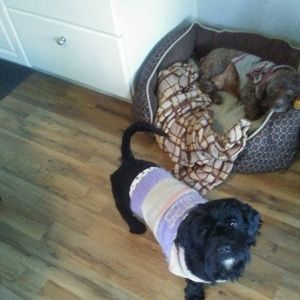 Meet your Posher, Barry